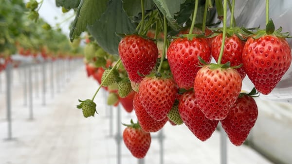 Pflücken und essen: In einem Gewächshaus von Rossa Berry in Tochigi.