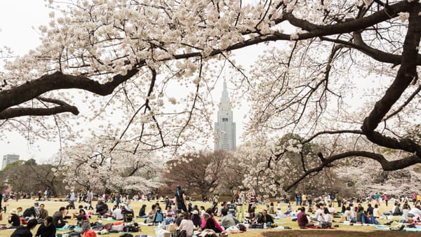 Hanami-Feierlichkeiten im Shinjuku Gyoen. (Archivbild)