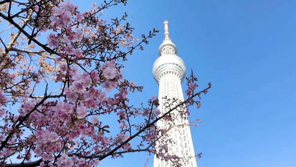 Die Kirschblüten und der Skytree in Tokio