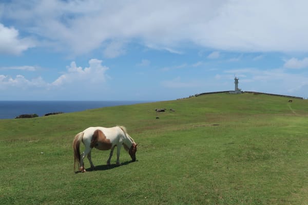 Ein Yonaguni-Pferd mit dem Leuchtturm von Higashisaki im Hintergrund.