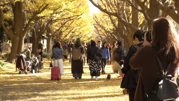 Die Jingu Gaien Gingko Avenue in Tokio.