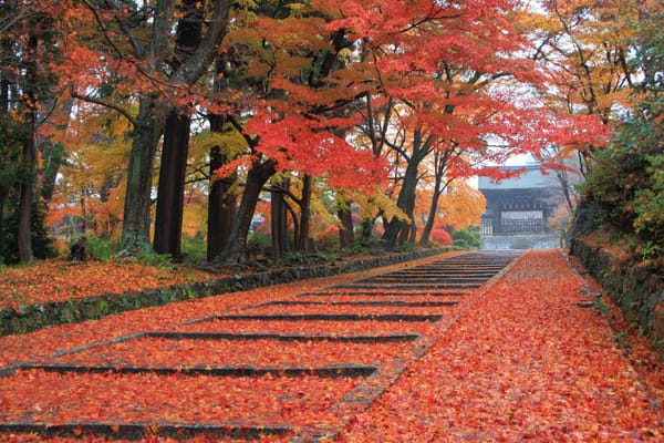 Die schönsten Herbstfarben in Kyoto entdecken