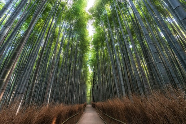 Die Beschädigung des Bambuswaldes